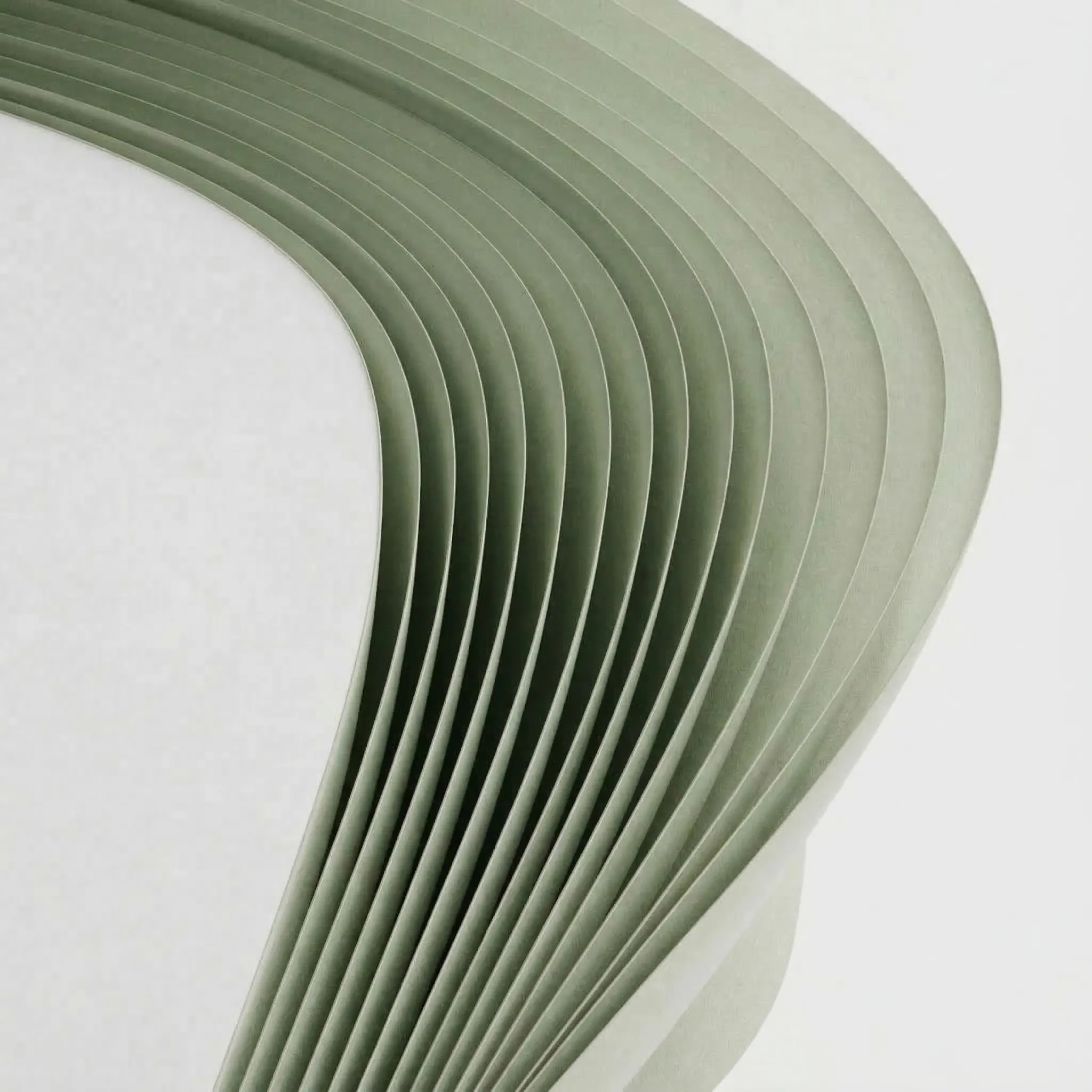 Tree trunk rings